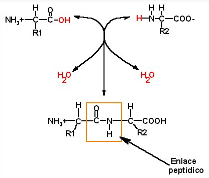 Resultado de imagen para ENLACE PEPTÃDICO